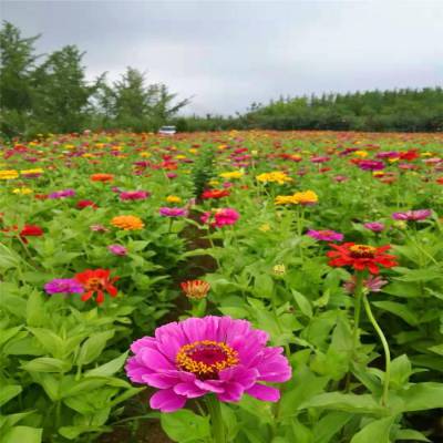 青州大花秋葵种植丨批发丨基地