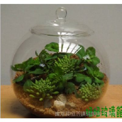 多肉植物透明景观瓶生态瓶苔藓微景观苔藓瓶玻璃花瓶价格 中国供应商