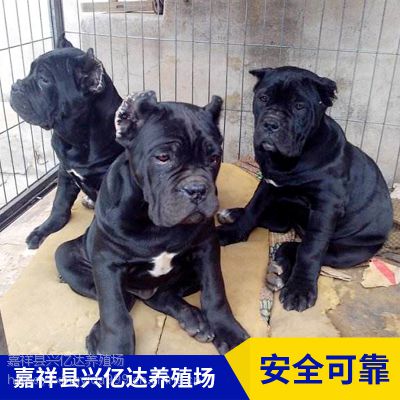 嘉祥县兴亿达优质特种卡斯罗狩猎犬价格