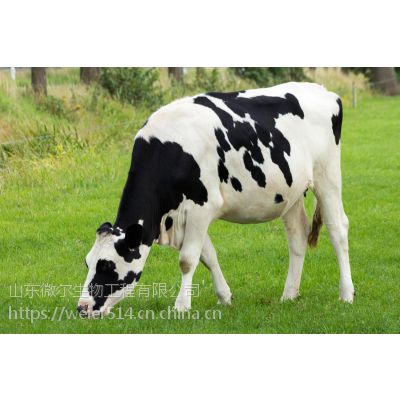 供应奶牛专用益生菌高活性，降低奶牛体细胞有保障