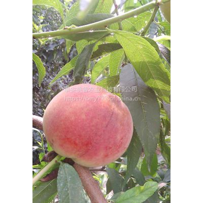 永莲蜜桃种植方法 永莲蜜桃种植基地