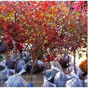 江苏宿迁南天竹种植基地 南天竹苗现货批发