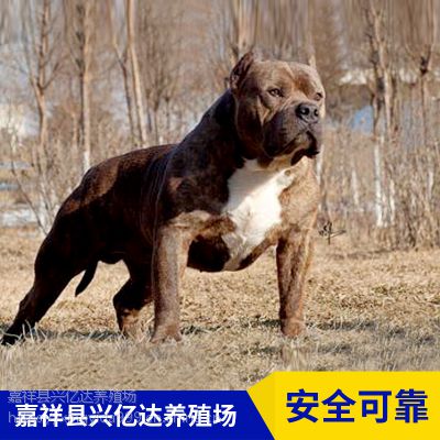 嘉祥县兴亿达小型比特犬幼犬养殖场报价