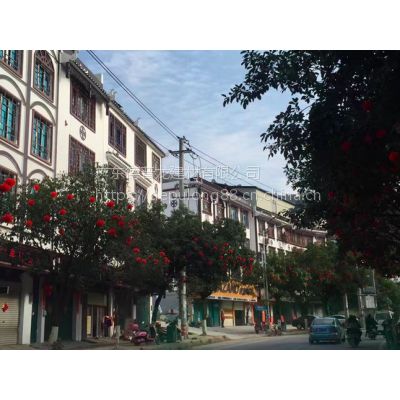 天津市步行街复古代“木窗”铝窗花德普龙为您省钱耐用
