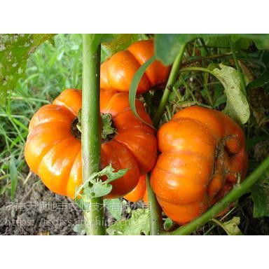 供应南瓜椒种子