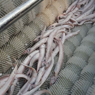 海蛎子蛤蜊海螺清洗机 扇贝毛辊喷淋清洗机 猪蹄去杂