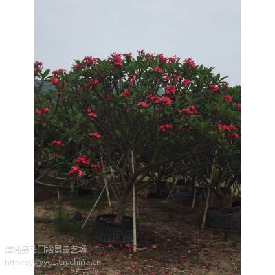 红花鸡蛋花庭园绿化苗木种植发 红花鸡蛋花树价格 大量供应 价格 厂家 中国供应商