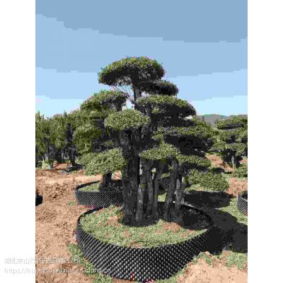 湖北对节白蜡小盆景-野生对节白蜡下山桩-古桩造型白蜡大树