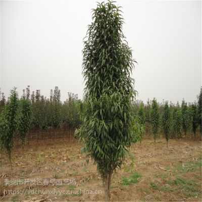 供应6公分7公分龙柱碧桃. 绿化行道树 枝繁叶茂 提高绿化造景