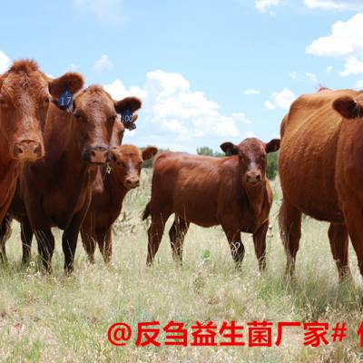 牛用益生菌能促进消化提高饲料利用率吗