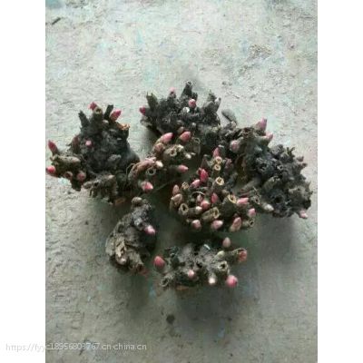白芍种苗