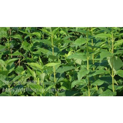 定州绿化工程花灌木东北连翘新品种
