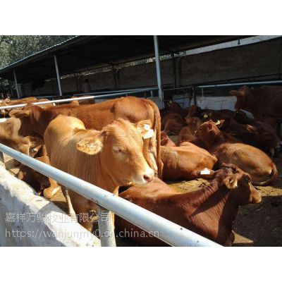 鲁西黄牛肉牛养殖场哪里有鲁西黄牛多少钱一头