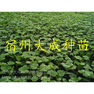 8424ϼ޽