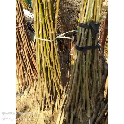 安徽核桃树苗基地 薄皮核桃嫁接树苗 8518原生核桃苗***格