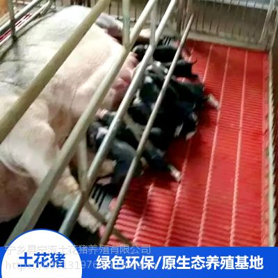 湖南宁乡县名猪优质活体后备母猪生态散养牧场优选配种