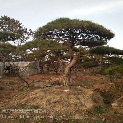 平顶松价格，景松图片，价格，造型景松价格，泰安景松基地