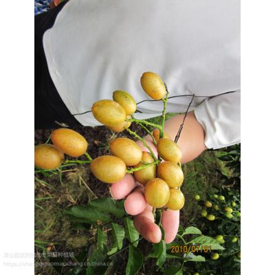 Ƥ 13457775554 ޺˻Ƥ ǩͬ ɵ