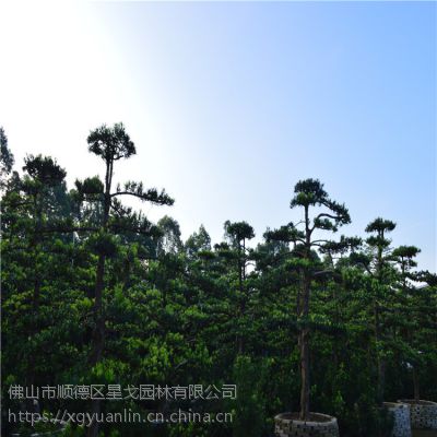广东星戈园林***造型罗汉松景观树