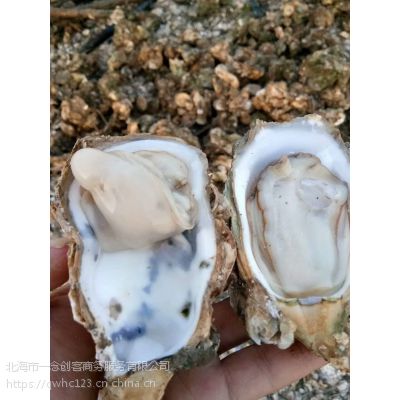 北海勤旺生蚝批发_北海一手生蚝批发市场_江西优质生蚝批发采购