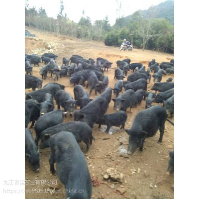 福建附近藏香猪引种过程中需要的准备