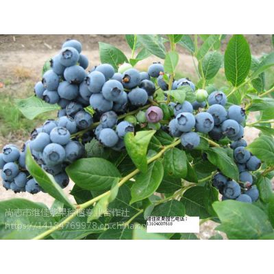 基地批发树莓苗、蓝莓苗、黑加仑苗、紫莓苗等各种苗木