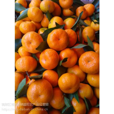 湖北蜜橘皮细、皮薄 、酸甜可口