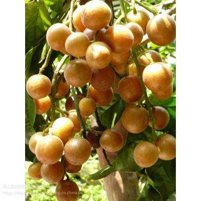 Ϸ޺˻Ƥ 13457775554 Ƥ繩Ӧ ޽ӹ