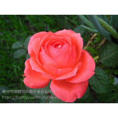 月季花种植基地月季花的种类基地一手供应价格 中国供应商