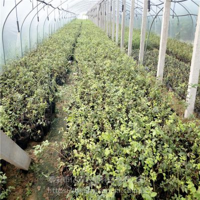 迪克西蓝莓苗几年挂果木兰蓝莓苗几月份种植