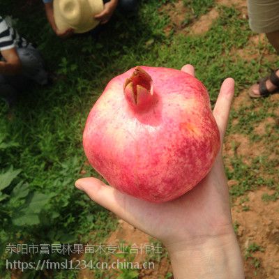 荥阳富民石榴 新鲜水果薄皮软籽甜石榴