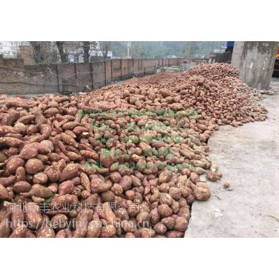 滨州黄皮苏薯8号红薯品种 日照黄皮苏薯8号红薯供应