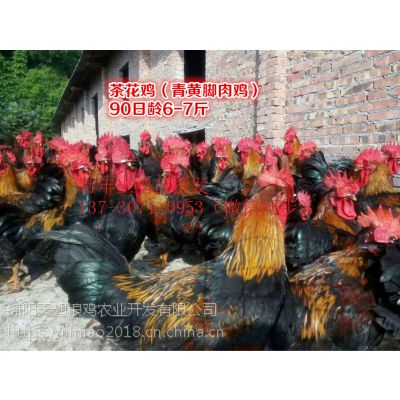 ĴǮһֻ