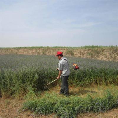 优质汽油果园松土割草机 农用汽油背负式除杂机 植保机械