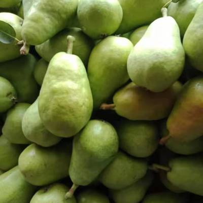 大头梨根据地河南大头梨6065自然早熟大头梨