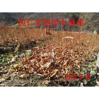 ζ硿ζС硿ζ۸