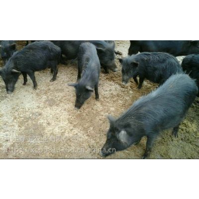 安徽桐城藏香猪价格多少一斤