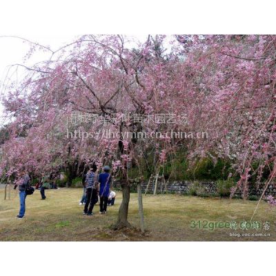 觀花櫻花苗八重紅枝垂櫻櫻花小苗日本櫻花園林綠