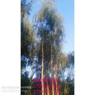 ͼ۴7-14֦ɫ֦ 