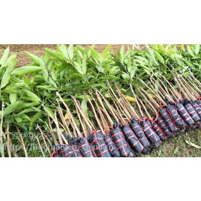 【2018大量批发芒果杯苗】|地苗 嫁接苗各种规格|金煌芒澳芒|桂七芒|凯特芒|金兴芒|象牙芒|台农