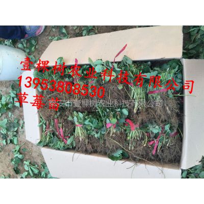 脱毒红颜草莓苗 脱毒草莓苗培育技术 红颜草莓苗价格