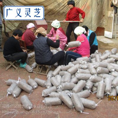 灵芝菌种价格