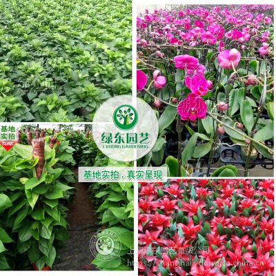 上海绿东专业植物绿化 办公植物租赁养护 植物销售 园林绿化 免费上门设计