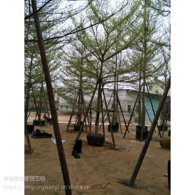 福建基地出售各种规格小叶榄仁假植苗