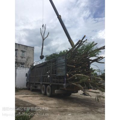 蓝花楹价格-广东蓝花楹袋苗价格-广东普宁蓝花楹袋苗价格