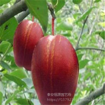 早红香酥梨树苗多少钱一棵 红梨树苗价格怎么样 早酥红梨哪里有卖 找泰安恒源园艺场