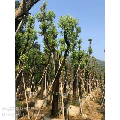 北京香樟基地种植供应 北京香樟全冠精品15-20公分出售