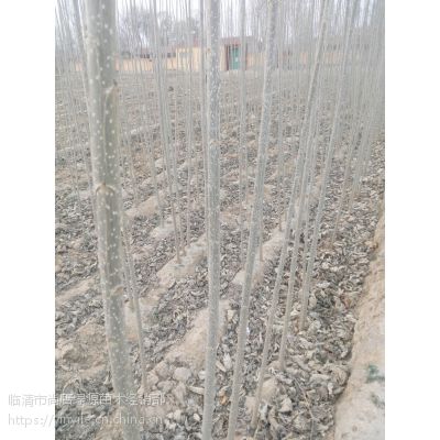 107杨树苗、107种条、杨树苗***格 1级绿源苗木