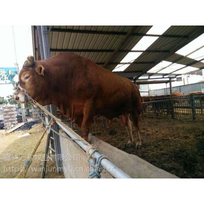 利木赞肉牛养殖技术视频