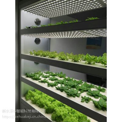 才智农业与数字村庄展：科技助力现代农业转型